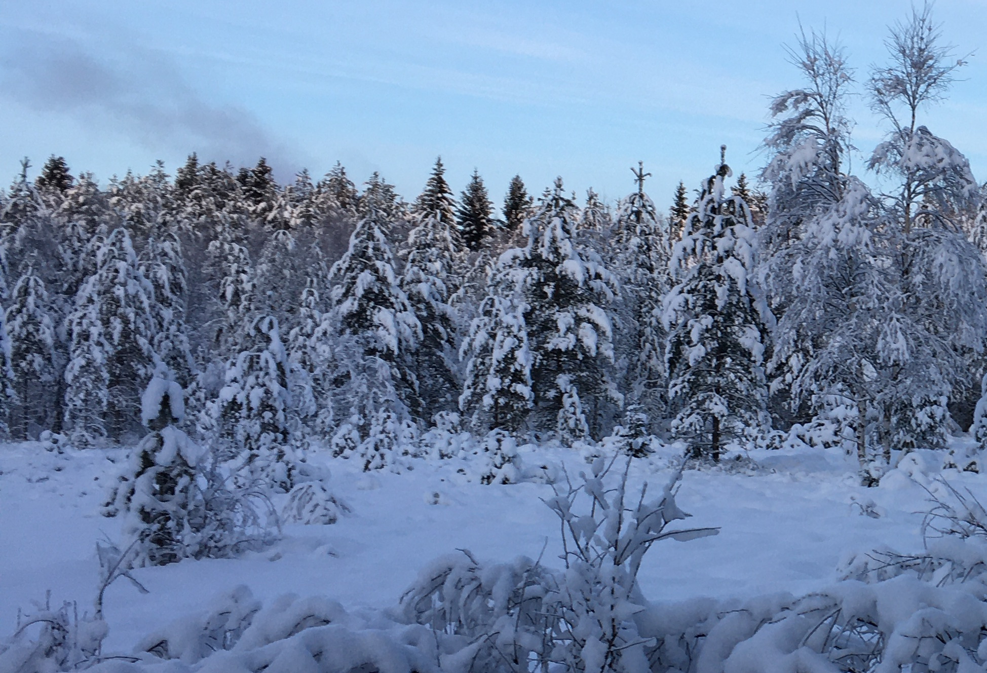 Boreal forest Umeå