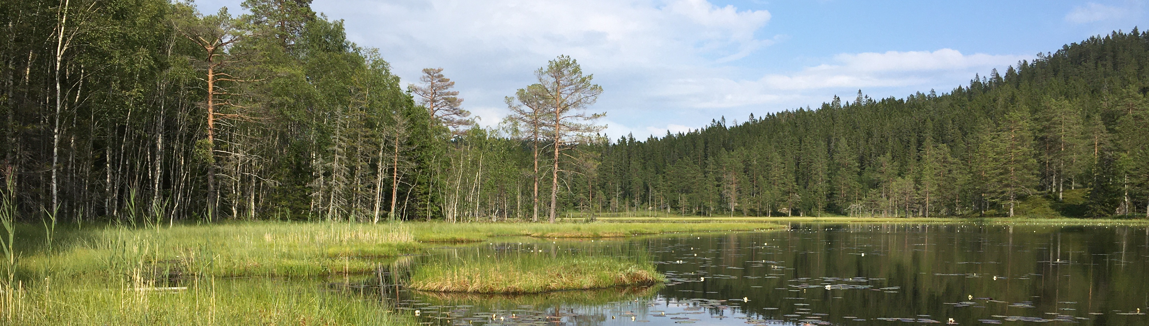 Björnlandet