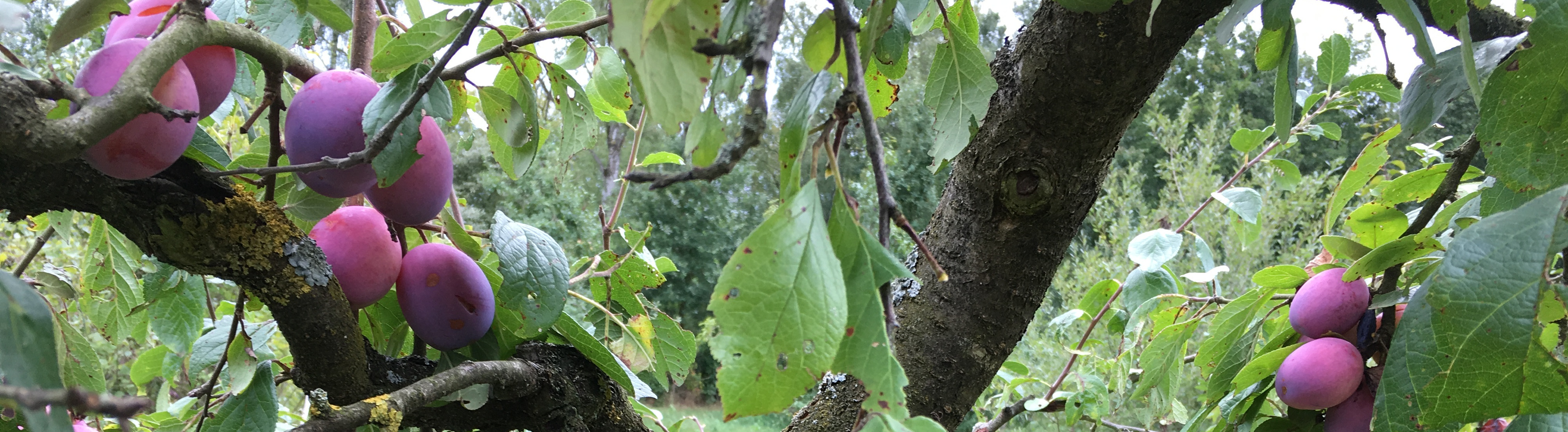 Plum tree